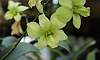 Orchids-Garden_Flower-Dendrobium.JPG