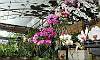 Orchids-Phalaenopsis-Quezon_Memorial_Circle.JPG
