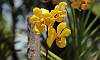 Orchids-Philippine_Endemic-Flower.JPG