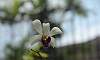 Orchids-Vanda-White-Philippne-Endemic.JPG