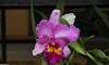 Orchids_Cattleya-Flower-Garden-Circle.JPG