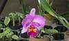Orchids_Cattleya-Lavander-Flower-Quezon_City.JPG