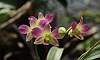 Orchids_Dendrobium-Phalaenopsis-Hybrid.JPG