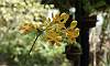 Orchids_Flowers-Yellow-Mokara.JPG