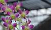 Orchids_Plants-Dendrobium-Purple_Flower.JPG