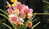 Pink_Moth-Orchids.JPG