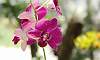 Purple_hard-cane-Orchid-Flower-Dendrobium.JPG