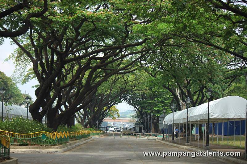 Acacia Trees in Quezon Memorial Circle towards the Exit Gate along