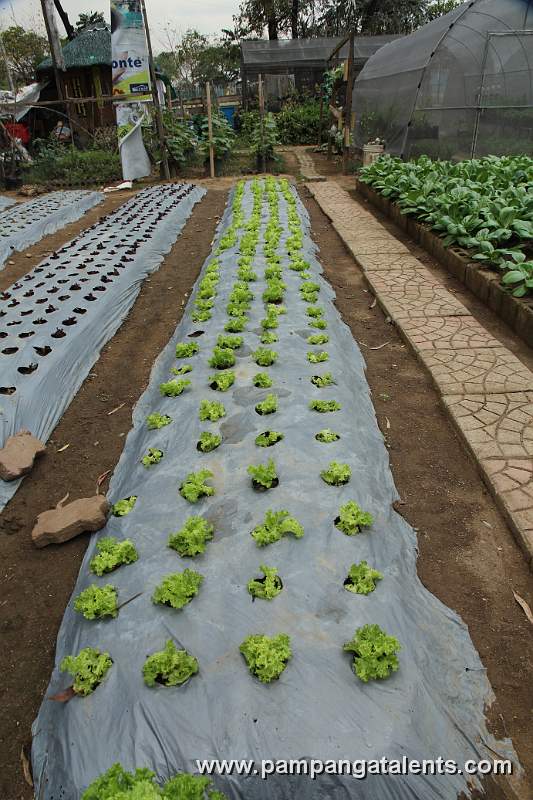 Curly Green Lettuce Planted on Organic Urban Farm in Quezon Memorial Circle.