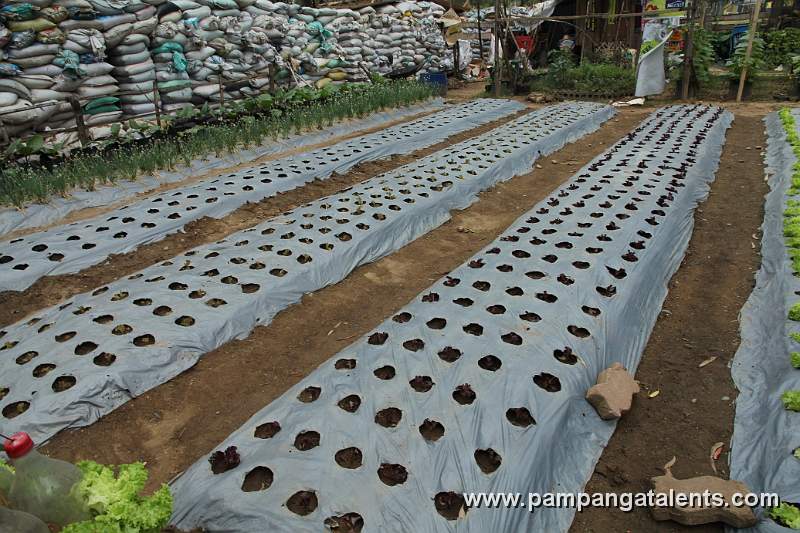 Organic Vegetables Farming Plots in Quezon Memorial Circle.