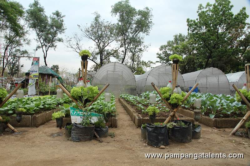 Lettuces Planted on Recycled Plastic Bottles in Urban Farming Garden of Quezon Memorial Circle.