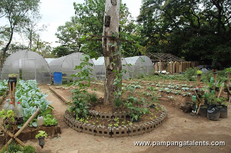 Organic Sitaw or Snap Bean Poles in Urban Farming of Quezon Memorial Circle.