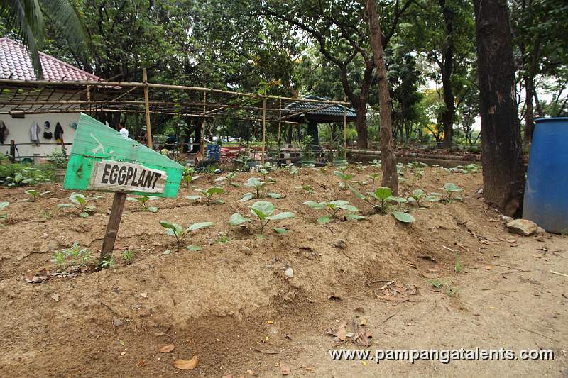 Organic Eggplant Plantation in Urban Farming Garden of Quezon Memorial Circle.