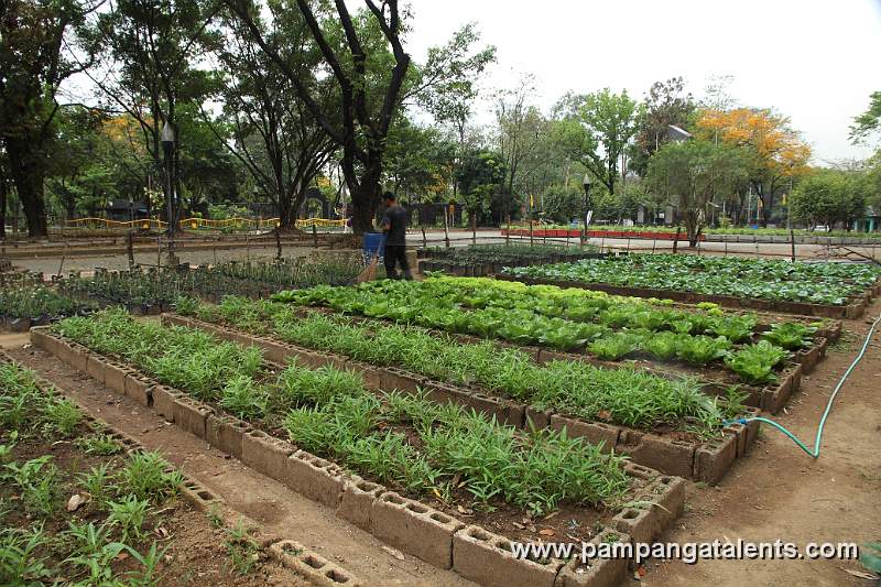 Organic Vegetable Farming Garden in Quezon Memorial Circle.