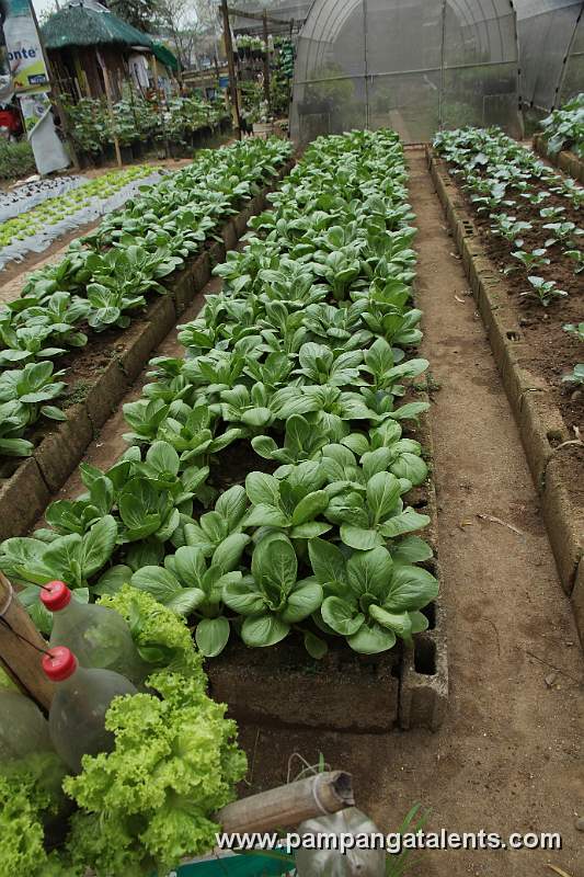 Chinese Pechay or Pak-choi In Urban Farming Garden Quezon Memorial Circle.