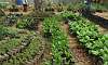 Arugula or Rocket Lettuce in Joy of Urban Farming Garden found in Quezon Memorial Circle.  Location: Quezon City Circle – Manila Philippines