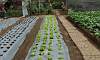 Curly Green Lettuce Planted on Organic Urban Farm in Quezon Memorial Circle.  Location: Quezon City Circle – Manila Philippines