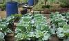 Organic Iceberg Lettuce in urban farming Garden of Quezon Memorial Circle.  Location: Quezon City Circle – Manila Philippines