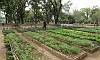 The Joy of Urban Farming Garden in Quezon Memorial Circle.  Location: Quezon City Circle – Manila Philippines