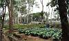 Iceberg Lettuce in Joy of Urban Farming Garden in Quezon Memorial Circle.  Location: Quezon City Circle – Manila Philippines