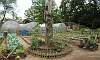 Organic Sitaw or Snap Bean Poles in Urban Farming of Quezon Memorial Circle.  Location: Quezon City Circle – Manila Philippines
