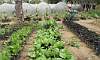 Organic Native Pechay in Urban Farming Garden in Quezon Memorial Circle.  Location: Quezon City Circle – Manila Philippines.