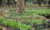 Combined Organic Vegetables Farming in Quezon Memorial Circle.  Location: Quezon City Circle – Manila Philippines