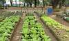 Organic Romaine Lettuce on Garden Plot in Quezon Memorial Circle.  Location: Quezon City Circle – Manila Philippines
