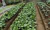 Chinese Pechay or Pak-choi In Urban Farming Garden Quezon Memorial Circle.  Location: Quezon City Circle – Manila Philippines