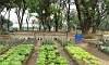 Organic Romaine Lettuce in Urban Farming Garden of Quezon Memorial Circle.  Location: Quezon City Circle – Manila Philippines