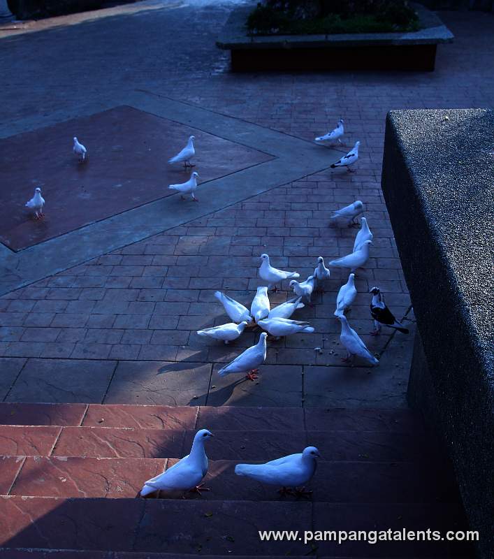 Doves on the Stairs