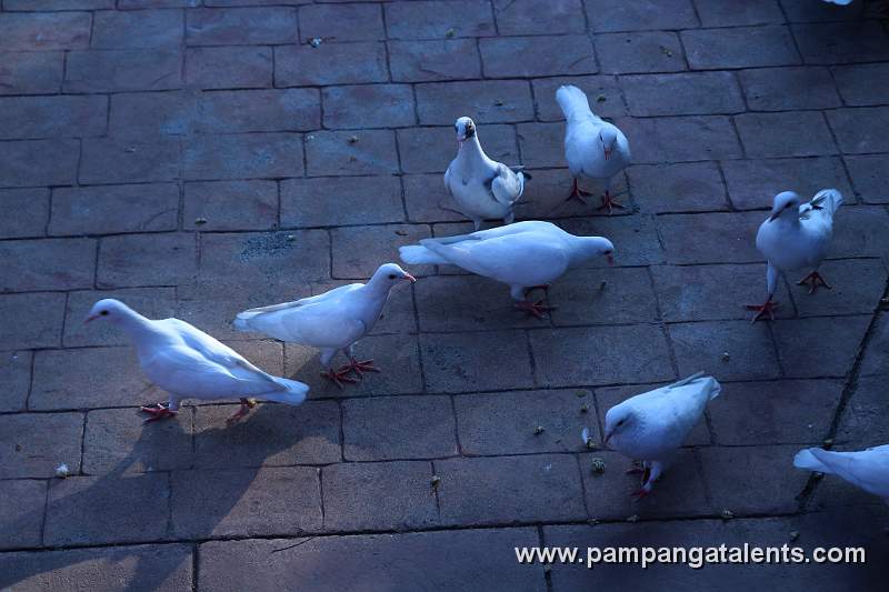 Doves in Memorial Park