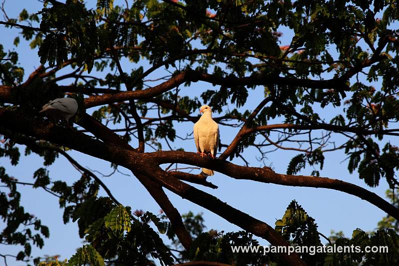Dove Sitting on the Tree