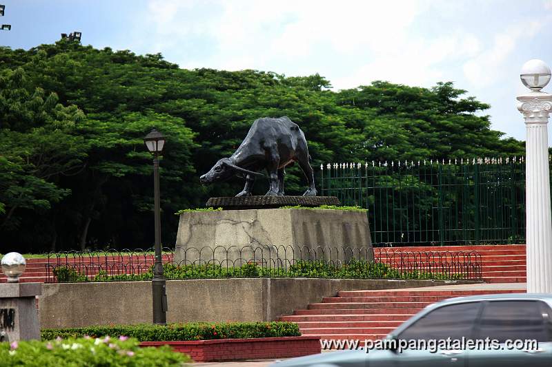 Tamaraw (Bubalus mindorensis)