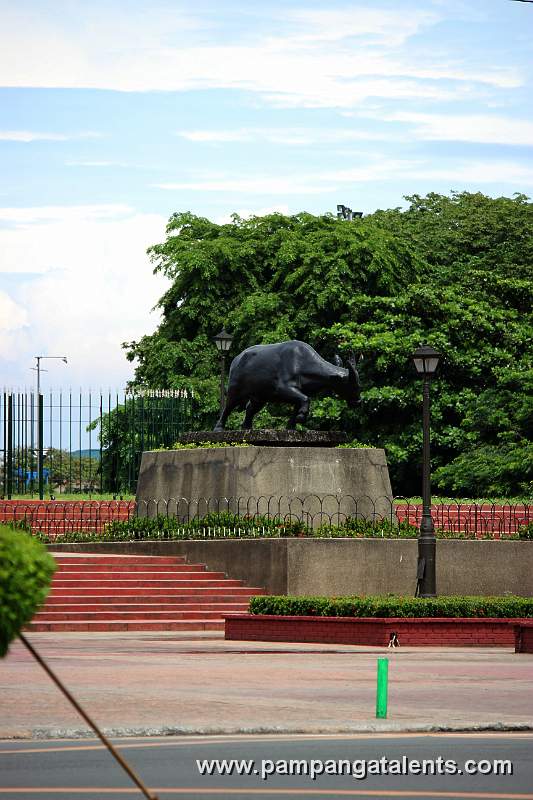 Tamaraw (Bubalus mindorensis)