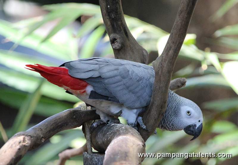 African Grey Parrot - Psittacus erithacus