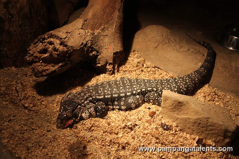 Argentine Black & White Tegu