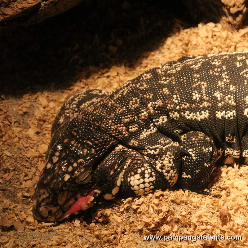 Argentine Black & White Tegu