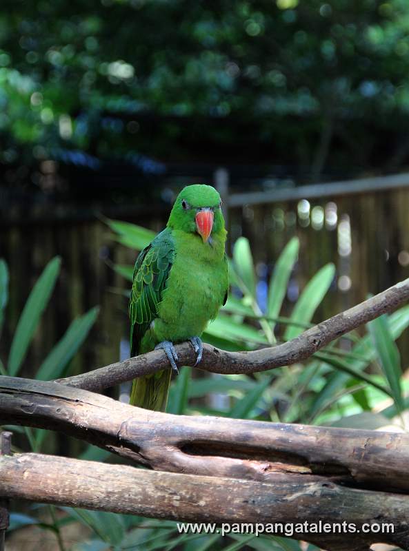 Philippines Blue-Backed Parrot - Tanygnathus Sumatranus
