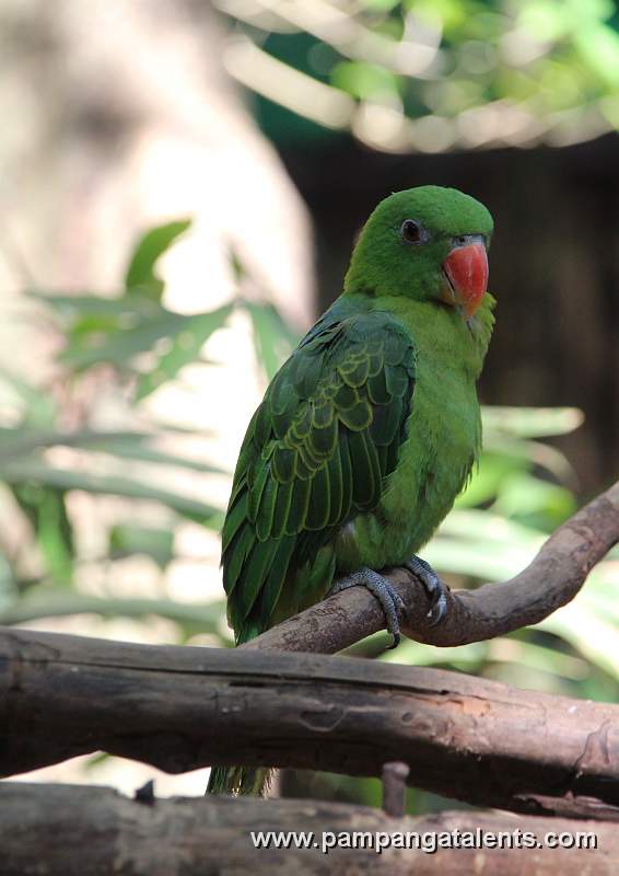 Philippines Blue-Backed Parrot - Tanygnathus Sumatranus