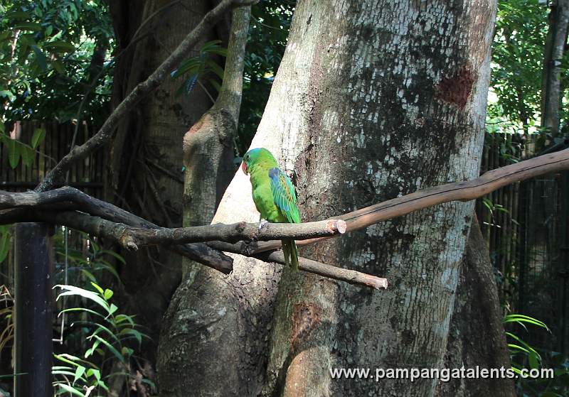 Philippines Blue-Naped Parrot - Tanygnathus Lucionensis