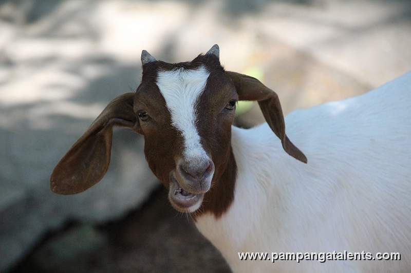 Goat - Kambing