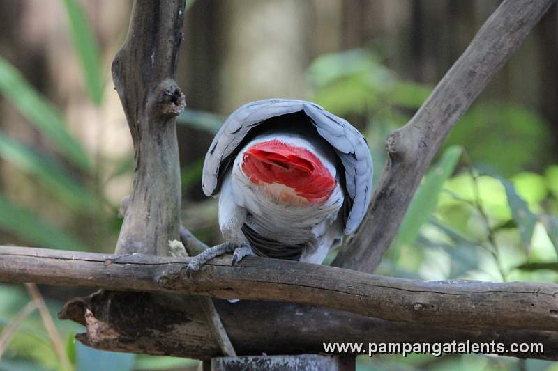 African Grey Parrot - Psittacus erithacus