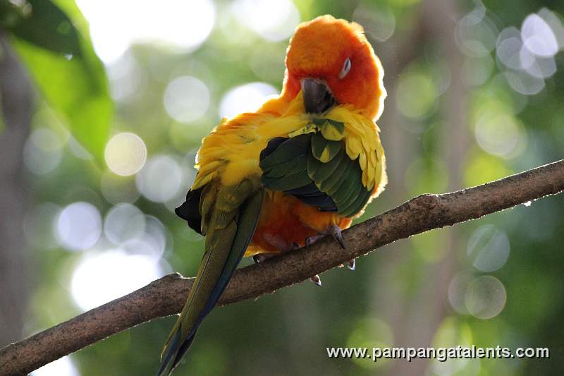 Sun Conure - Aratinga Solstitialis or 