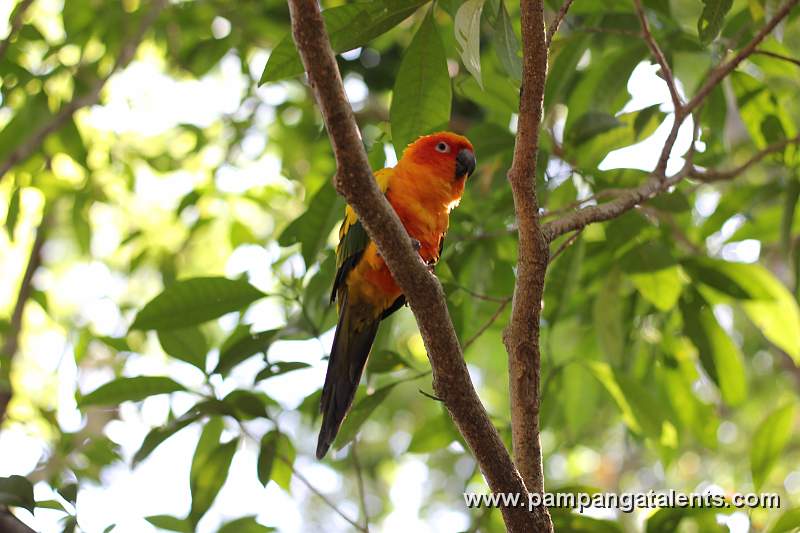 Sun Conure - Aratinga Solstitialis or 