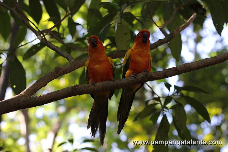 Sun Conure - Aratinga Solstitialis or 