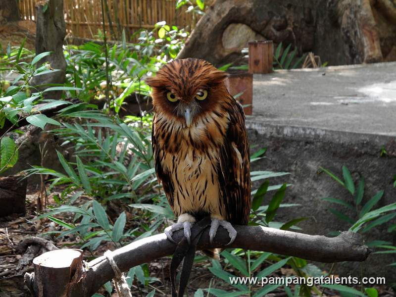 Philippine Eagle Owl (Bubo Philippensis)