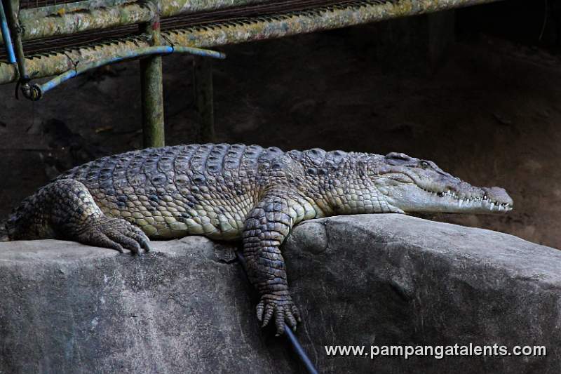 Philippine crocodile (Crocodylus mindorensis) - Mindoro crocodile or the Philippine freshwater crocodile