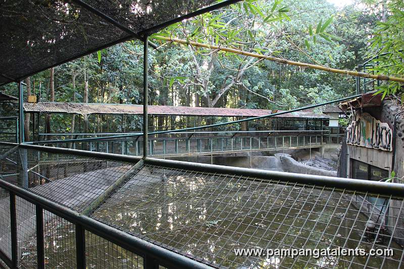 Philippine crocodile (Crocodylus mindorensis) - Mindoro crocodile or the Philippine freshwater crocodile
