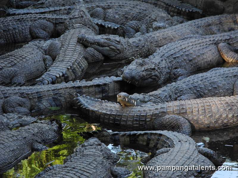 Philippine crocodile (Crocodylus mindorensis) - Mindoro crocodile or the Philippine freshwater crocodile